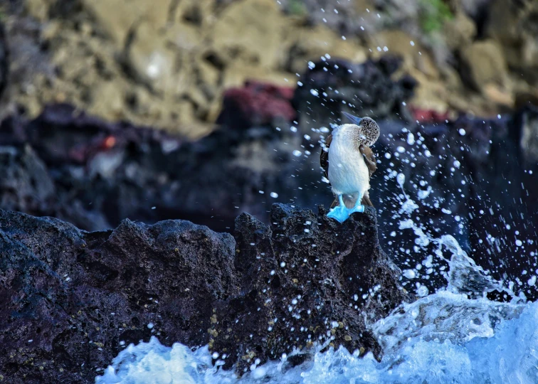 a bird that is standing on a rock in the water, splashing, blue and green water