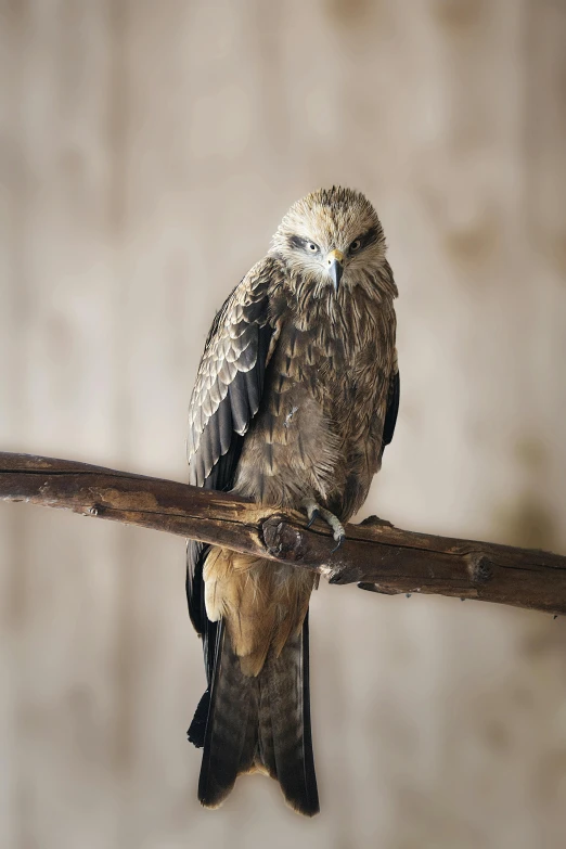 a bird that is sitting on a branch, a portrait, trending on pexels, renaissance, raptor, museum quality photo, oman, on wood