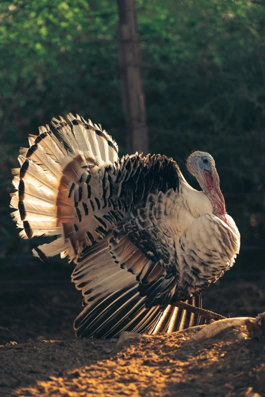 a turkey standing on top of a dirt field, on display, whirling, large tail, warmly lit
