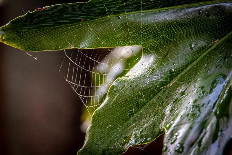 a close up of a spider web on a leaf, by John Gibson, pexels, fan favorite, droplets on the walls, webbing, alternate angle