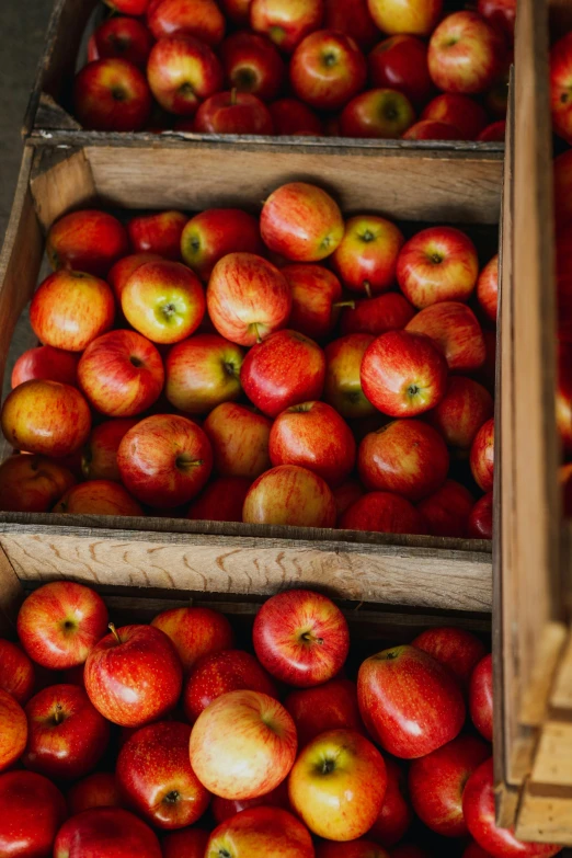 a wooden crate filled with lots of red apples, by Jessie Algie, slide show, vanilla, crisp, easy