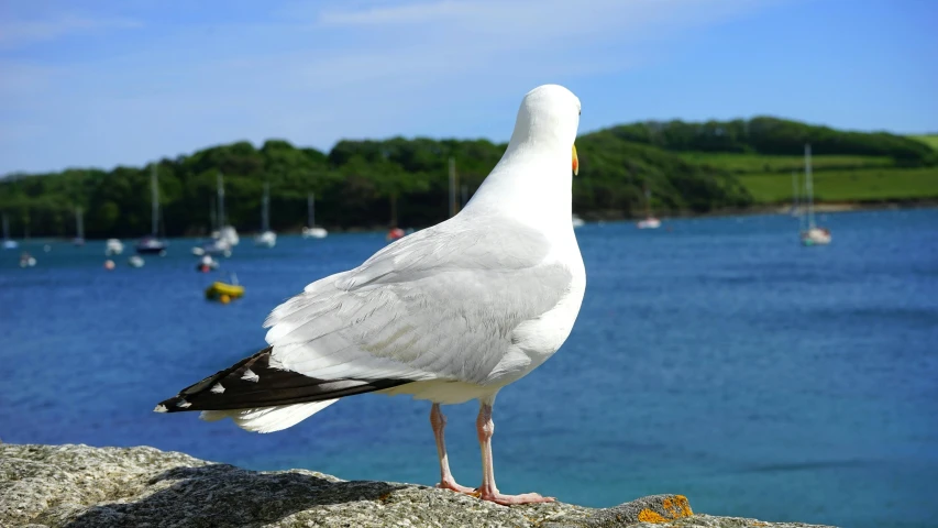 a seagull standing on a rock in front of a body of water, posing for the camera