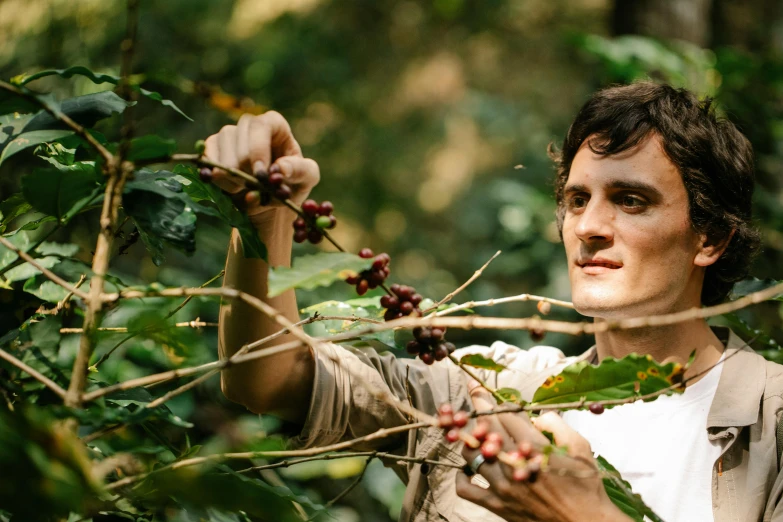 a man is picking berries from a tree, a portrait, pexels contest winner, renaissance, aussie baristas, in a jungle, film movie still, coffee