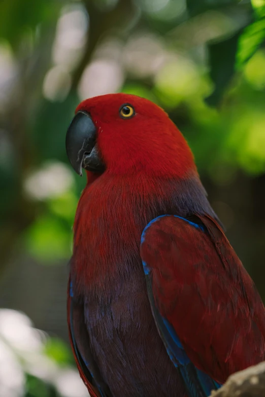 a red parrot sitting on top of a tree branch, pexels contest winner, renaissance, portrait closeup, australian, maroon, emerald