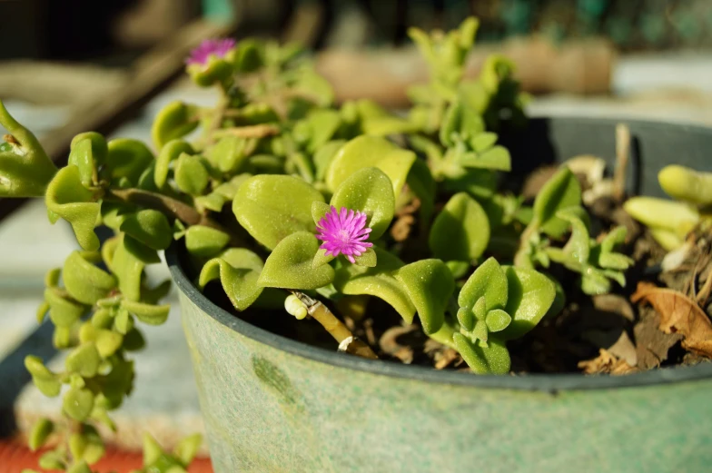 a close up of a plant in a pot, by Gwen Barnard, pexels, mingei, green and pink, protophyta, violet polsangi, desert flowers