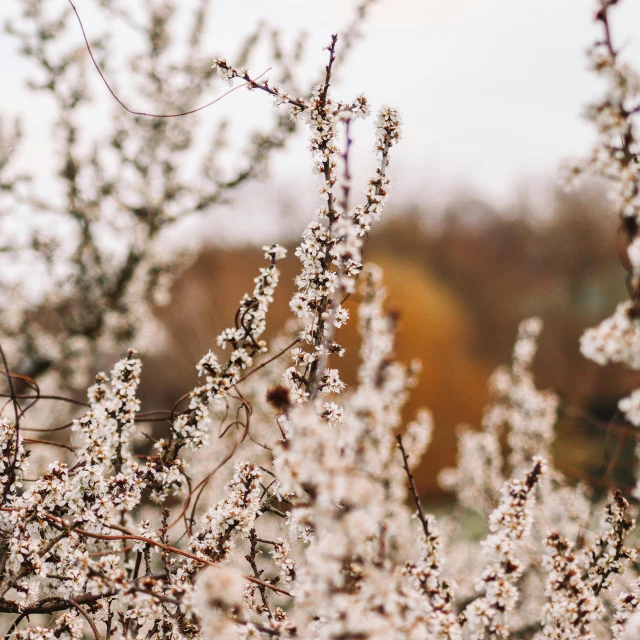 a bunch of white flowers sitting on top of a tree, inspired by Elsa Bleda, trending on pexels, autumn bare trees, willows, field of flowers background, brown