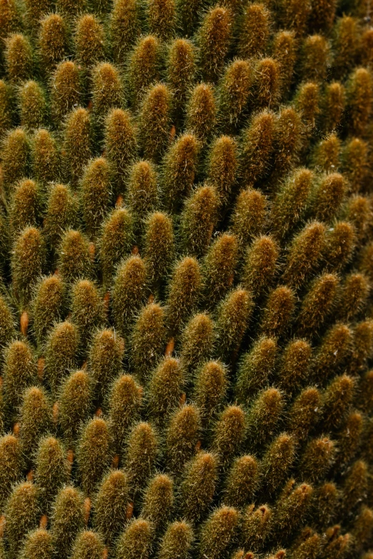 a close up of a close up of a plant, spongy, thousands of teeth, smooth curvatures, hair texture