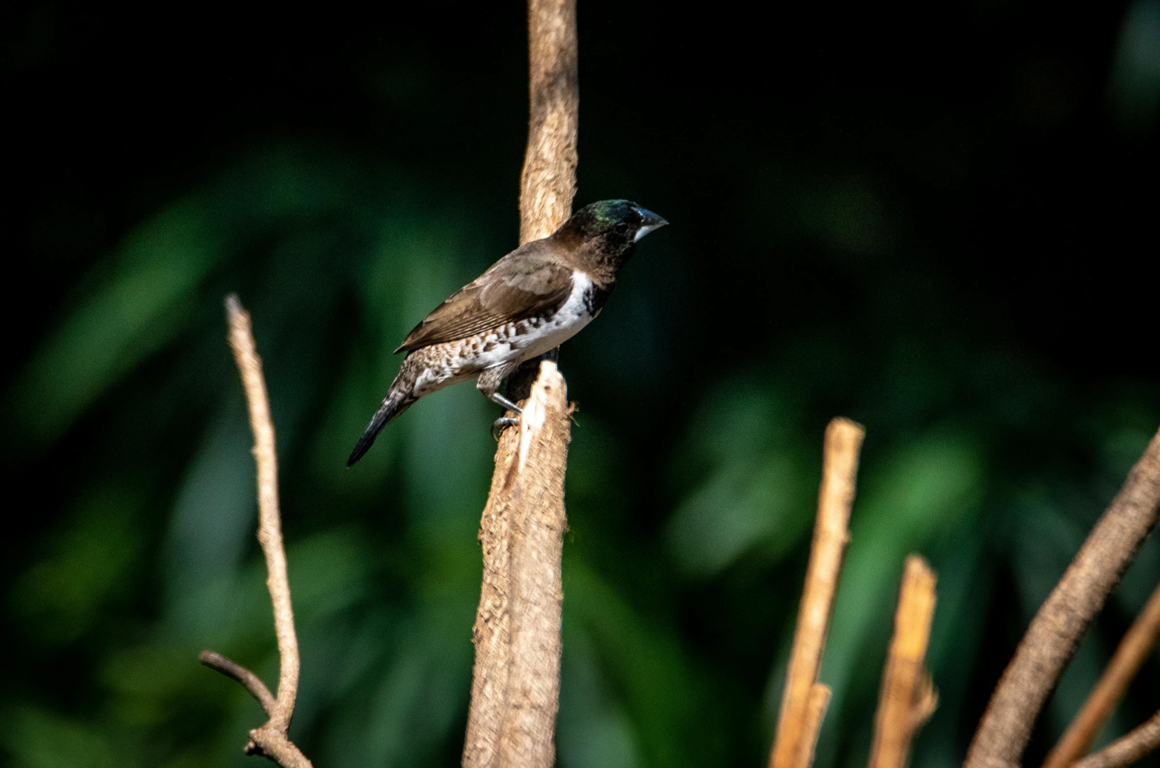 a small bird sitting on top of a tree branch, pexels contest winner, sumatraism, dark brown white green colours, on a jungle forest, avian warrior, upscaled to high resolution