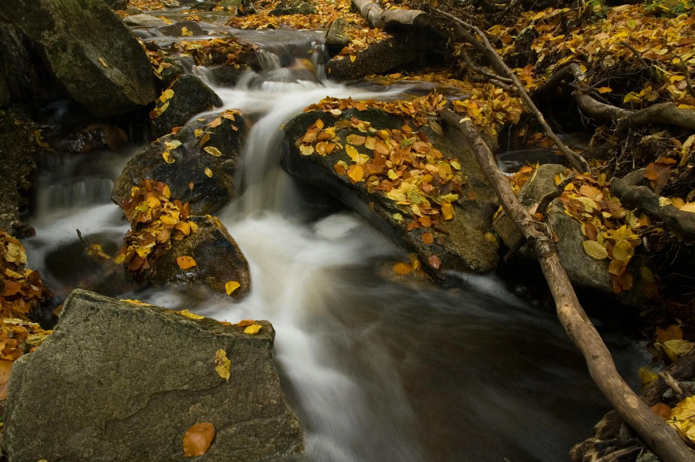 a stream running through a lush green forest, unsplash contest winner, autumn leaves falling, quebec, thumbnail, medium format color photography