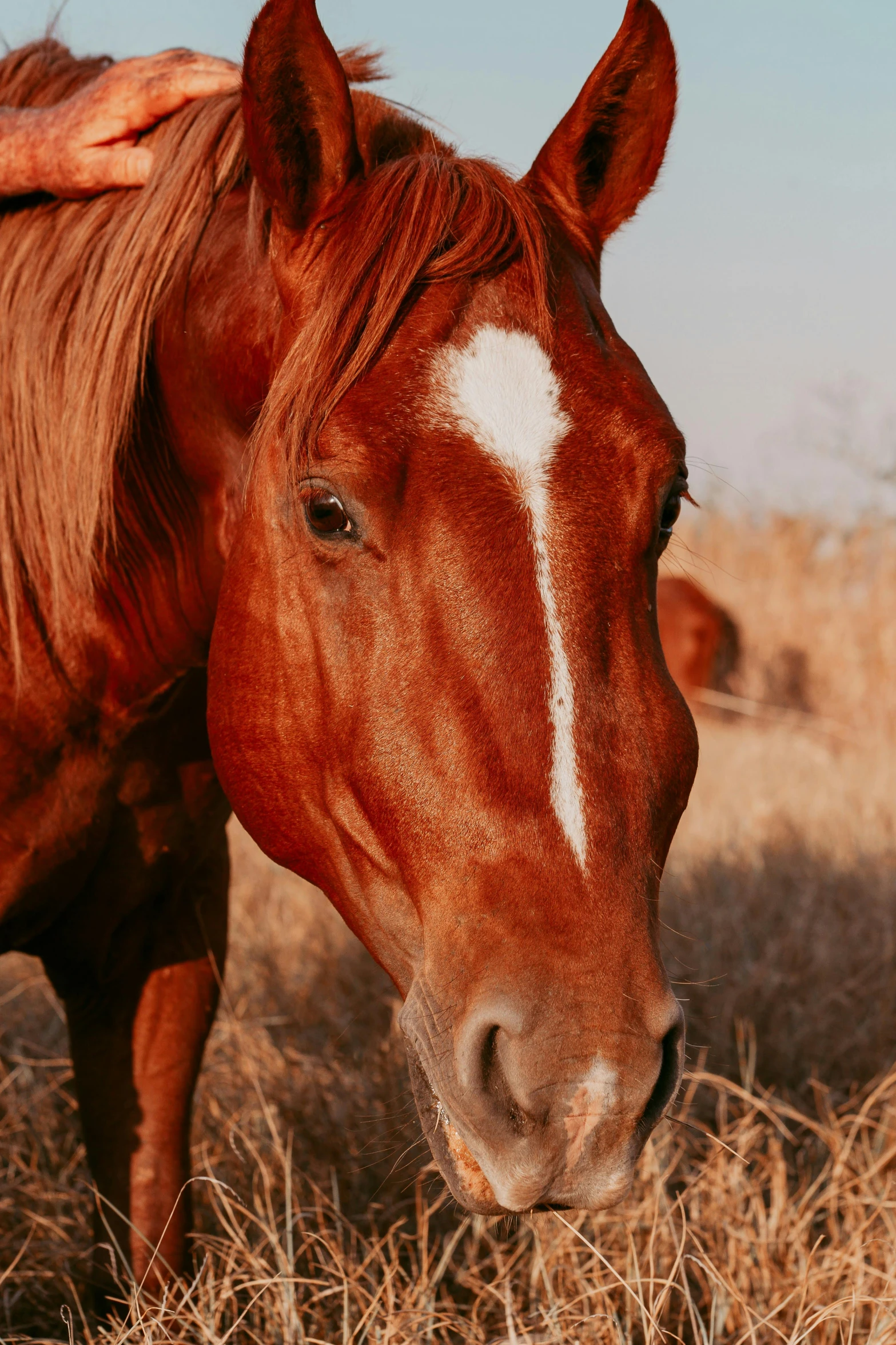 a brown horse standing on top of a dry grass field, by Gwen Barnard, trending on unsplash, renaissance, close - up on face, low quality photo, multiple stories, cinematic image