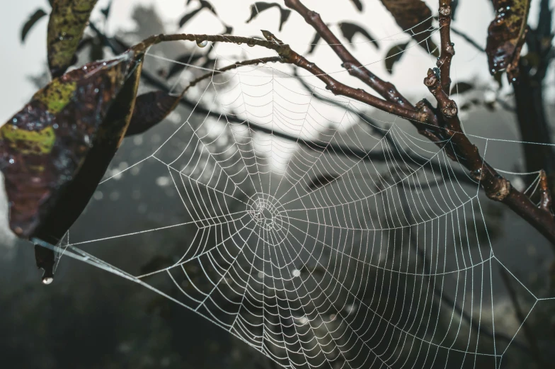 a spider web hanging from a tree branch, a portrait, inspired by Elsa Bleda, trending on pexels, hurufiyya, grey mist, medium close shot, illustration, instagram post