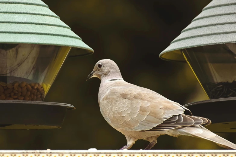 a bird sitting on top of a bird feeder, beige, dove in an ear canal, fan favorite, no cropping