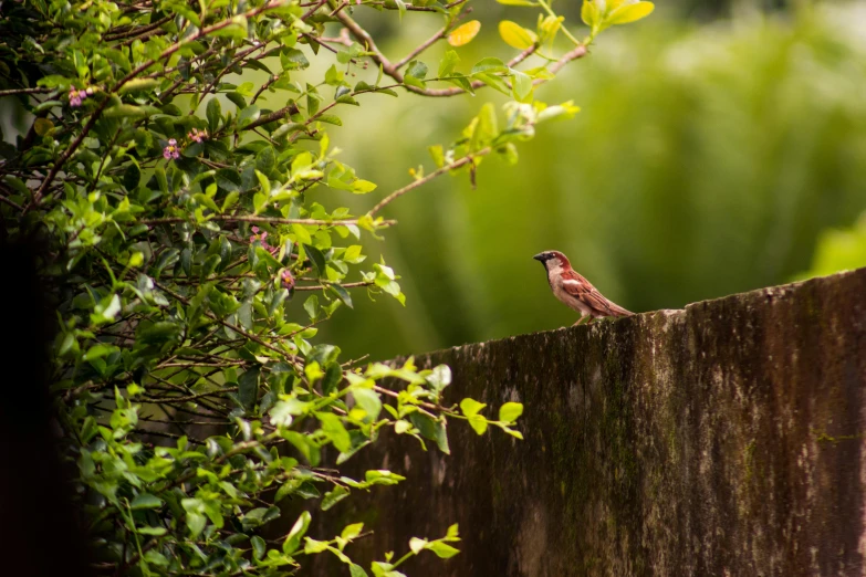 a small bird sitting on top of a wooden fence, by Jan Tengnagel, pexels contest winner, renaissance, overgrown foliage, waiting behind a wall, in a verdant garden, birds on cherry tree