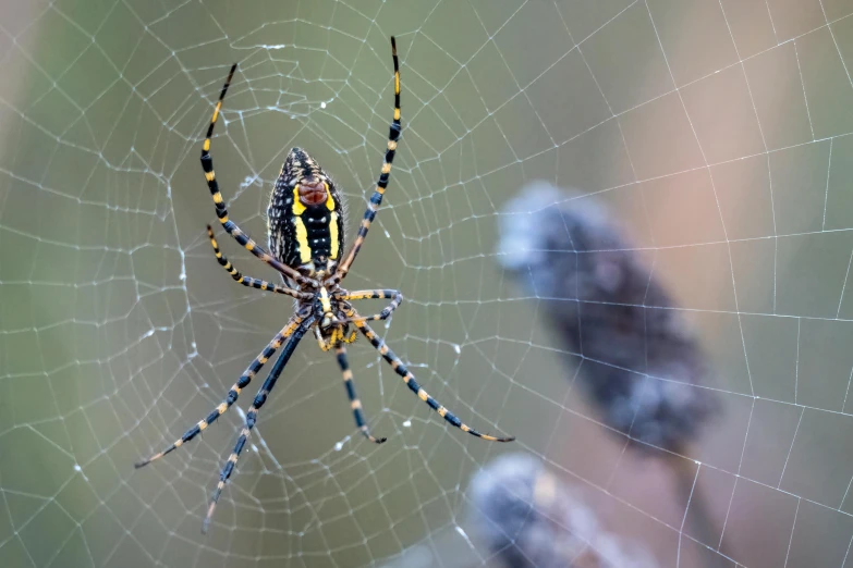 Паук крест фото Паук крест фото