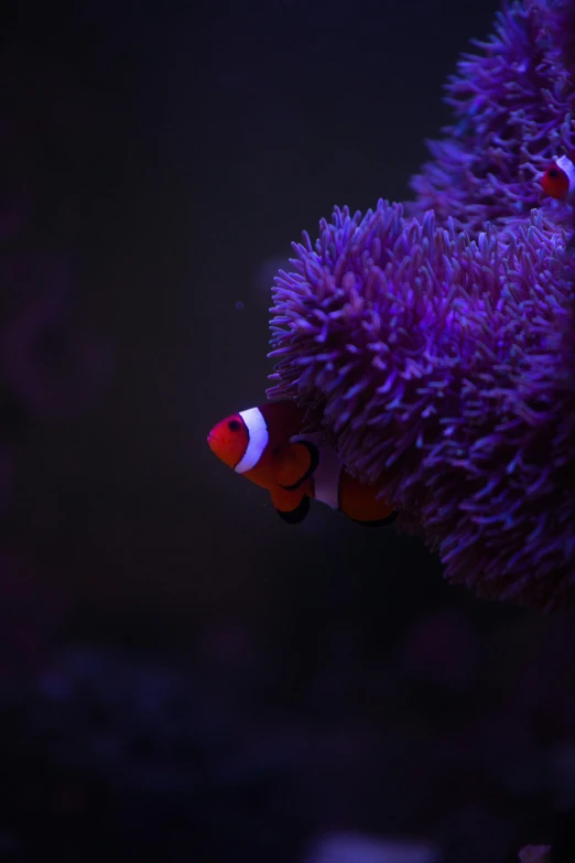 a couple of clown fish sitting on top of a purple coral, a portrait, reddit, nighttime!, shot on sony a 7, small chin, cinematic. ”