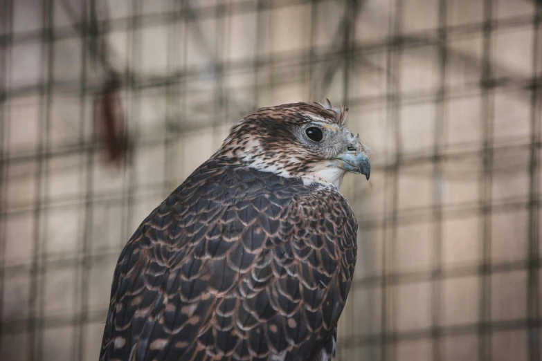 a close up of a bird of prey in a cage, a portrait, pexels contest winner, hurufiyya, side profile view, gray mottled skin, 🦩🪐🐞👩🏻🦳, 2 years old