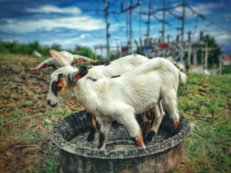 a couple of goats standing on top of a bucket, pexels contest winner, sumatraism, post grunge, 🦩🪐🐞👩🏻🦳, cute decapodiformes, villagers busy farming