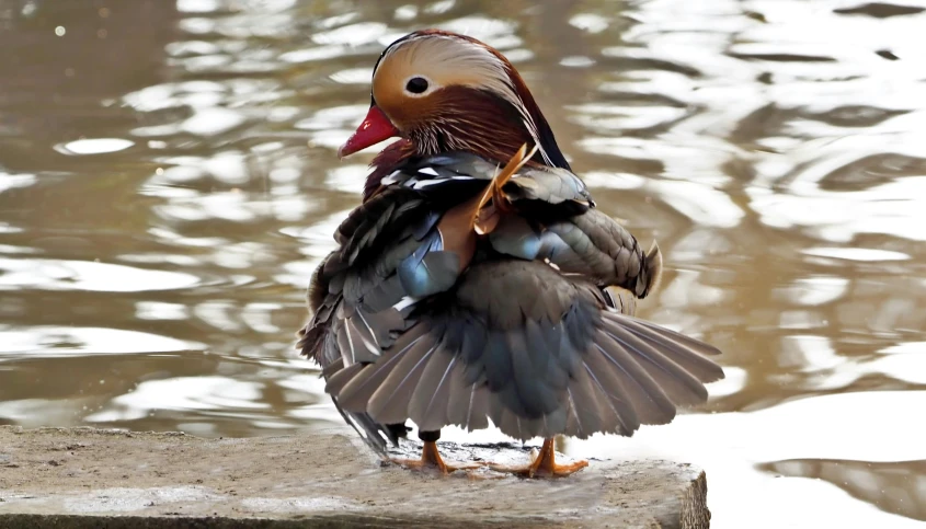 a duck standing on a rock next to a body of water, pexels contest winner, baroque, he is dancing, covered in feathers, hugging, 🦩🪐🐞👩🏻🦳