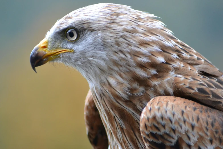 a close up of a bird of prey, pexels contest winner, hurufiyya, scottish, profile image, mixed animal, celebrating