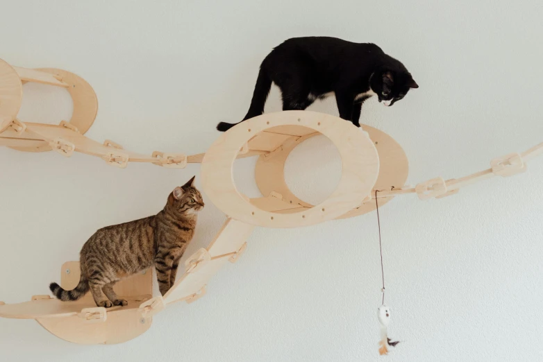 a couple of cats standing on top of a cat tree, unsplash, kinetic art, wall structure, harnesses, a wooden, onyx