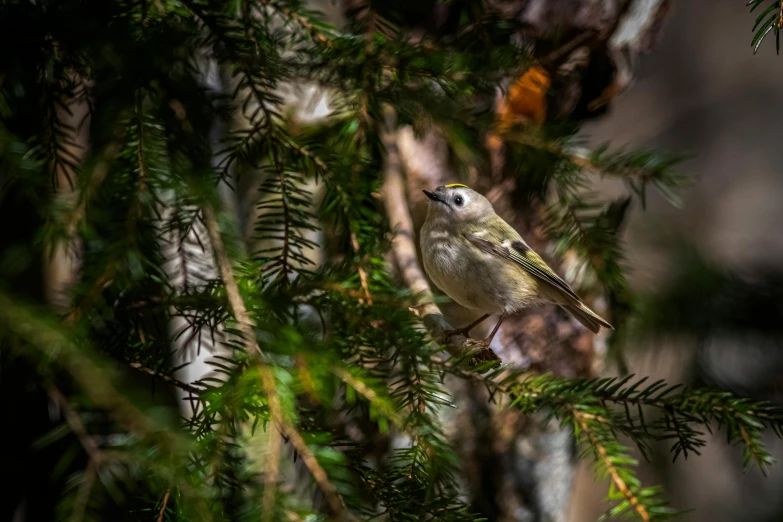 a small bird perched on a branch of a tree, nothofagus, 2019 trending photo, fan favorite, hemlocks