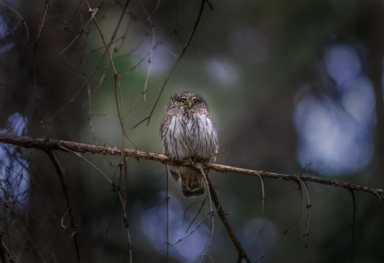 a small bird sitting on top of a tree branch, a portrait, pexels contest winner, australian tonalism, the wisest of all owls, paul barson, outdoor photo, australian