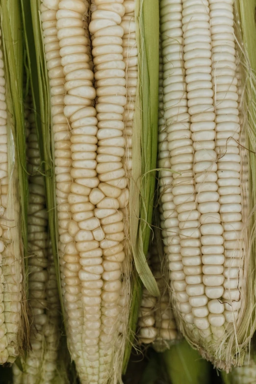 a bunch of corn hanging from the ceiling, by Linda Sutton, pexels, renaissance, 2 5 6 x 2 5 6 pixels, rows of lush crops, albino, a pair of ribbed