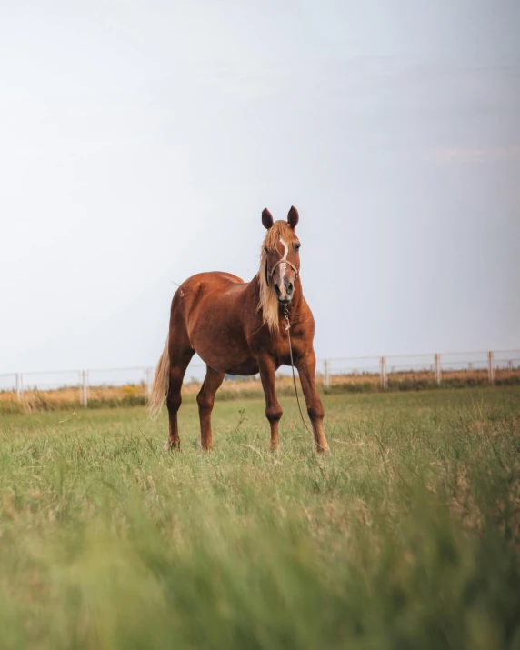 a brown horse standing on top of a lush green field, posing for a picture