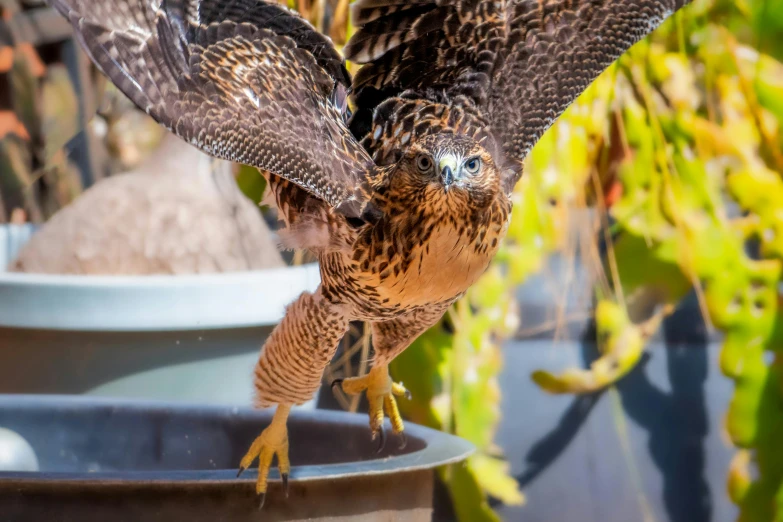 a close up of a bird of prey with it's wings spread, by Gwen Barnard, pexels contest winner, hurufiyya, on a pedestal, avatar image, high angle close up shot, albuquerque