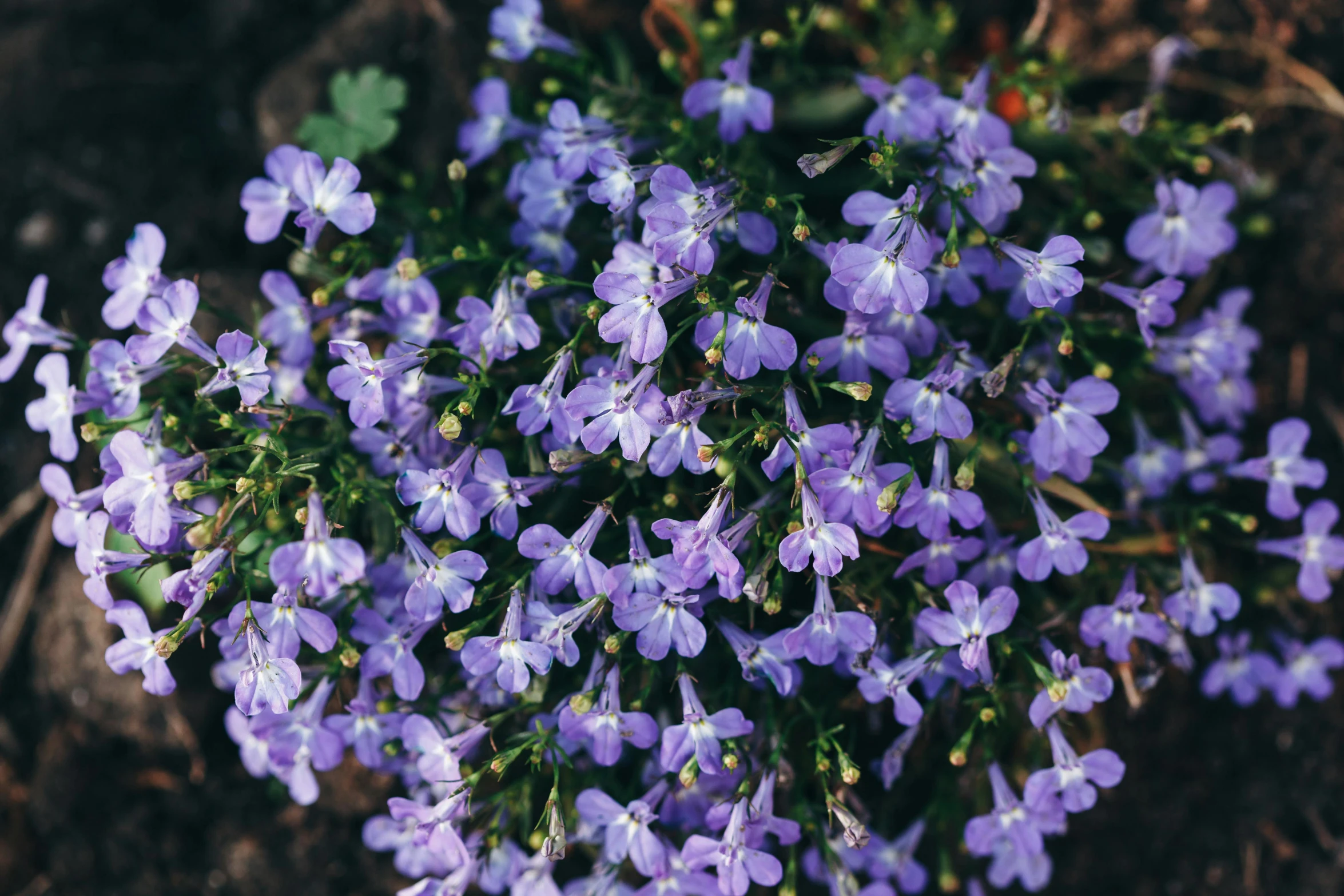 a close up of a bunch of purple flowers, unsplash, lobelia, high angle view, instagram post, blue bonsai