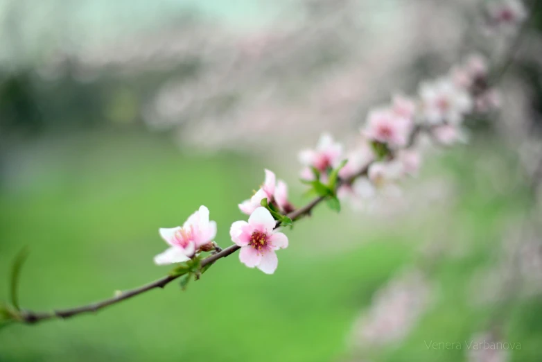 a close up of a flower on a tree branch, by Lilia Alvarado, unsplash, pink white and green, medium format. soft light, almond blossom, 2022 photograph