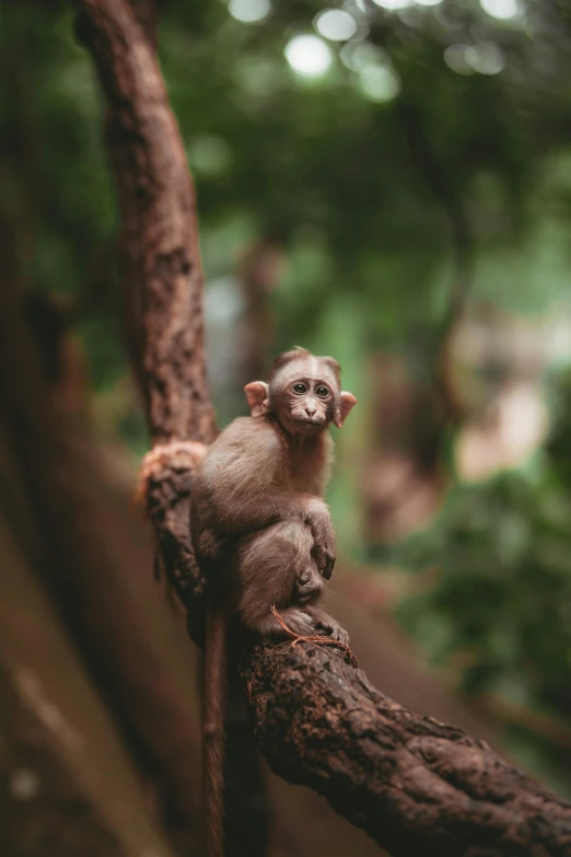 a small monkey sitting on top of a tree branch, pexels contest winner, centered shot, fan favorite, high quality photo, portrait of tall