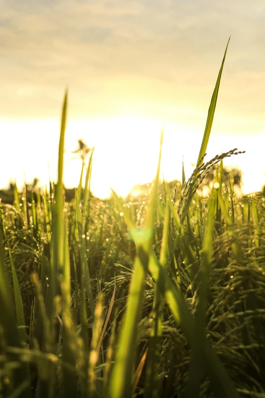 a field of grass with the sun setting in the background, rice paddies, view from ground level, grazing