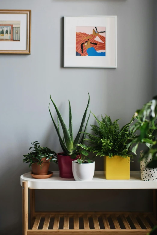 a white table topped with potted plants, inspired by Eero Snellman, trending on unsplash, conceptual art, square pictureframes, professionally color graded, payne's grey and venetian red, green and blue and warm theme