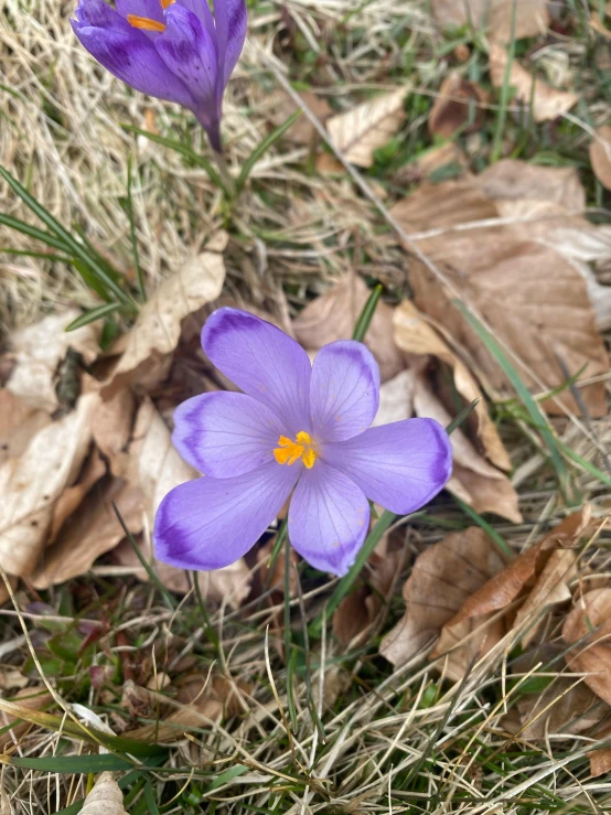 a couple of purple flowers that are in the grass, 🦩🪐🐞👩🏻🦳, early spring, photo on iphone, taken in the early 2020s