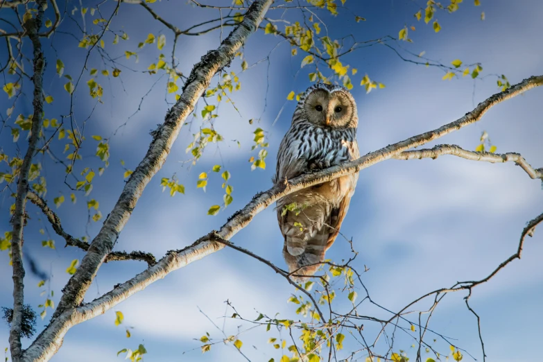 a large owl sitting on top of a tree branch, by Jesper Knudsen, pexels contest winner, blue sky, alaska, spring evening, slide show