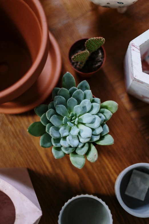 a couple of succulents sitting on top of a wooden table, light grey, birdseye view, terracotta, indoor setting