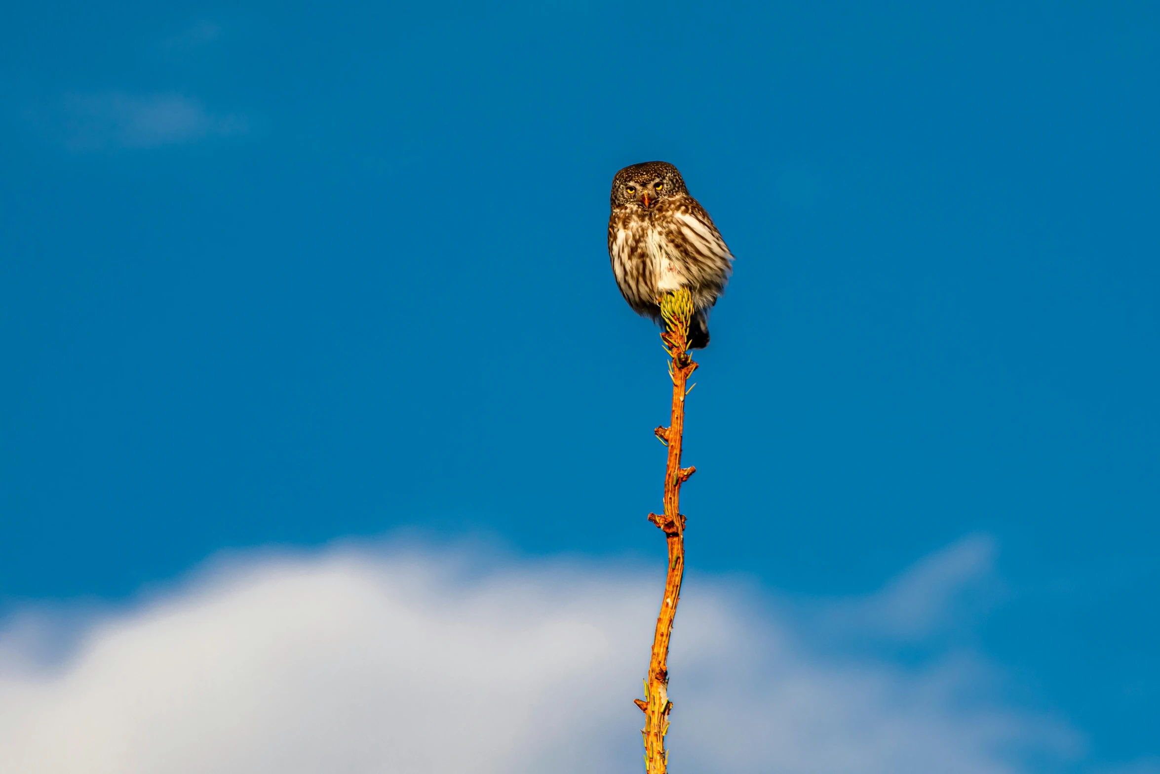 a small bird sitting on top of a tree branch, unsplash, hurufiyya, very very small owl, blue sky, shot on sony a 7, tall thin