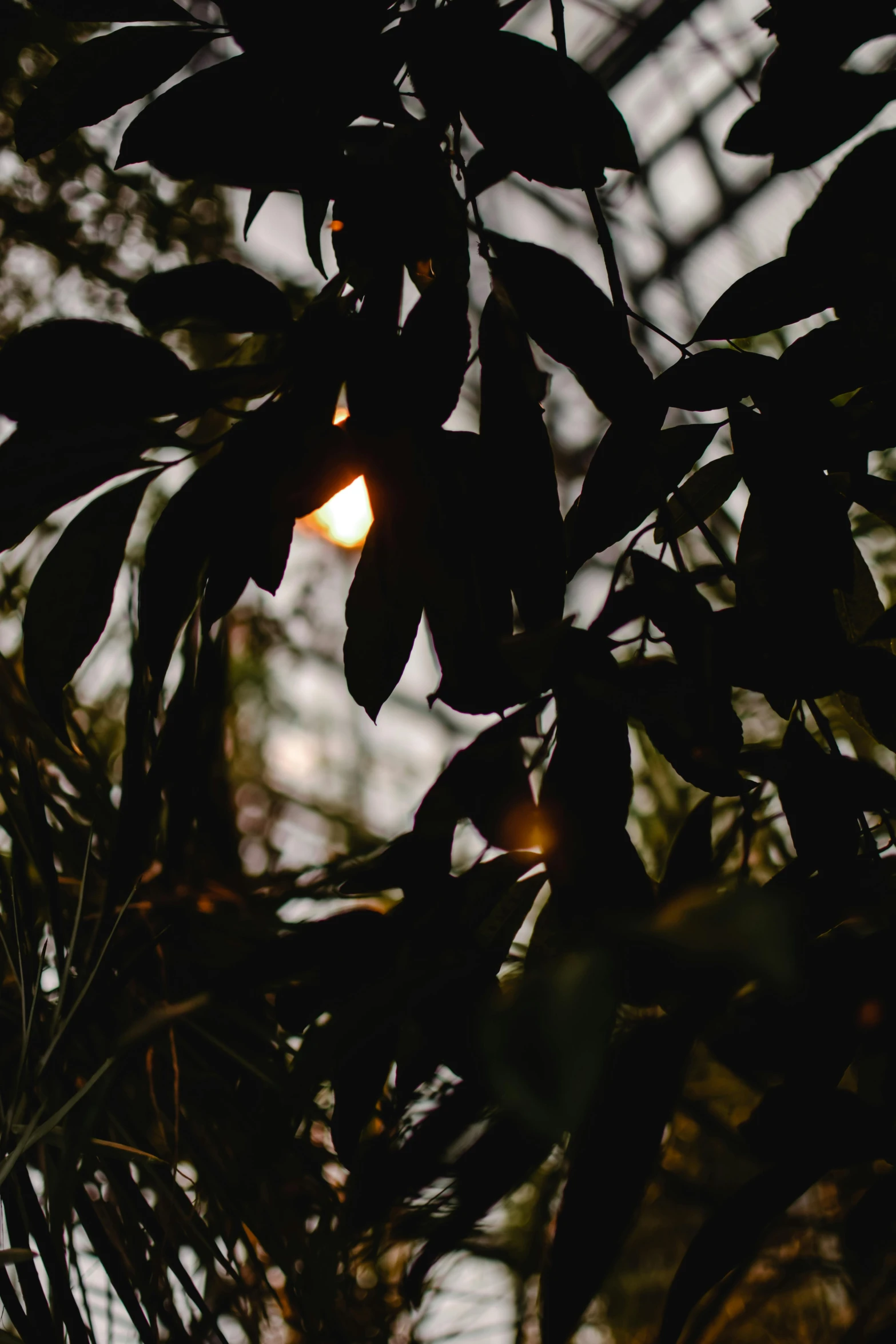 the sun shines through the leaves of a tree, a picture, unsplash, australian tonalism, at night with moon light, dark jungle, evenly lit, dawn setting