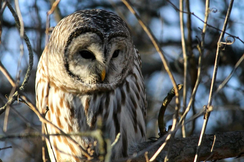 a large owl sitting on top of a tree branch, a portrait, flickr, shiny skin”