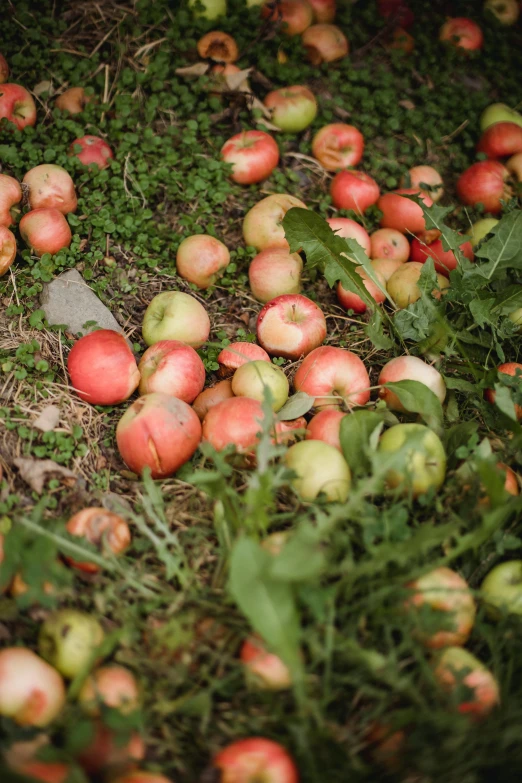 a bunch of apples laying on the ground, by Elsa Bleda, rows of lush crops, 2 5 6 x 2 5 6 pixels, cinematic medium shot, garbage