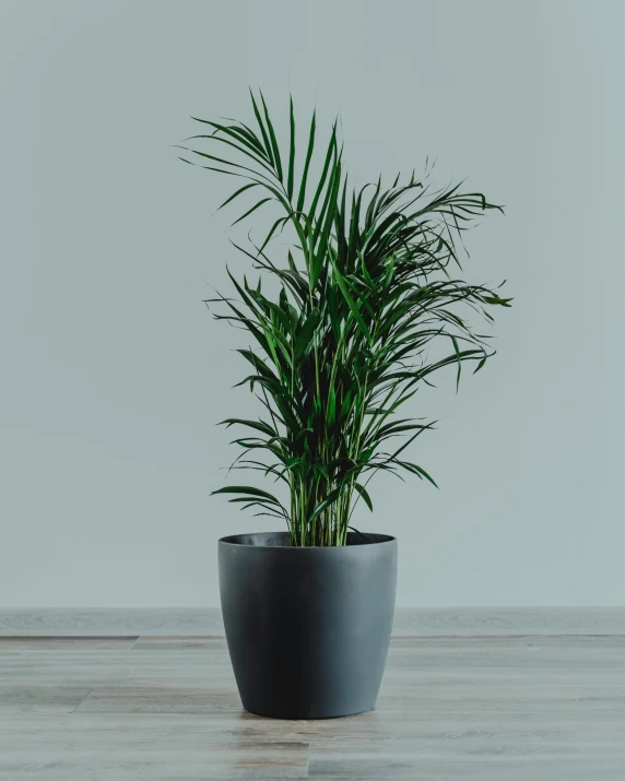 a potted plant sitting on top of a wooden floor, by Harvey Quaytman, trending on reddit, blessing palms, in gunmetal grey, high resolution product photo, smooth surface