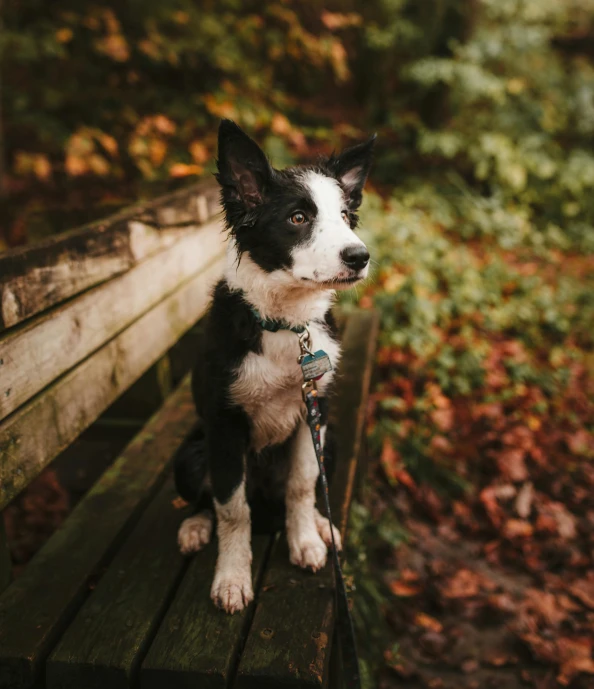 a black and white dog sitting on a wooden bench