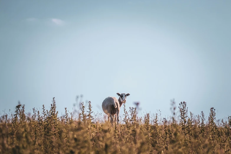 a sheep standing on top of a grass covered field, by Peter Churcher, unsplash contest winner, in the high grass, a goat, seen from a distance, looking at the sky