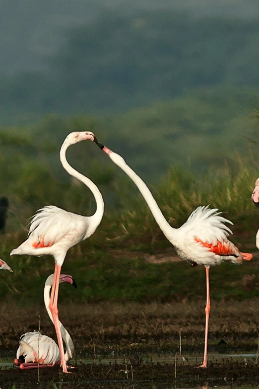 a group of flamingos standing next to a body of water, enviroment, on the african plains, on location