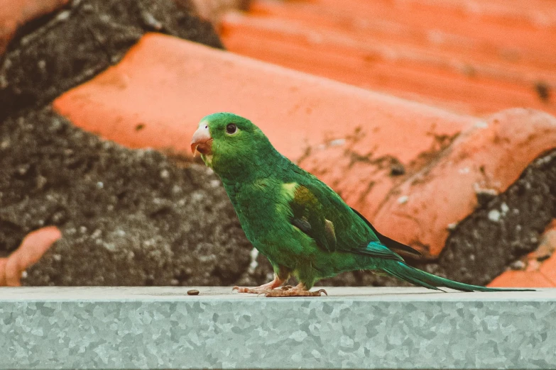 a green bird sitting on top of a red roof, a colorized photo, pexels contest winner, photorealism, pet animal, 🦩🪐🐞👩🏻🦳, green terrace, portrait of a small