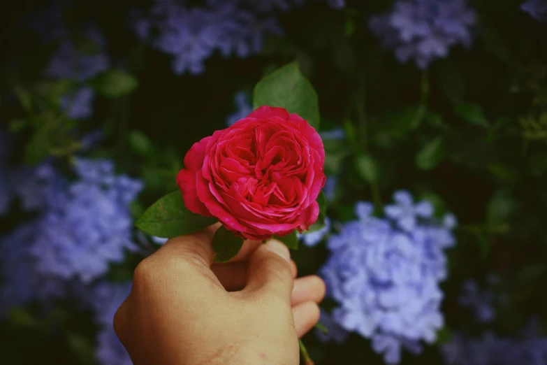 a person holding a pink rose in front of purple flowers, by Julia Pishtar, pexels contest winner, magenta and crimson and cyan, natural point rose', discovered in a secret garden, flowers growing out of his body