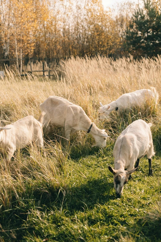 a herd of sheep grazing on a lush green field, by Jan Tengnagel, trending on unsplash, fine art, goat horns, autumn, eating outside, swedish style