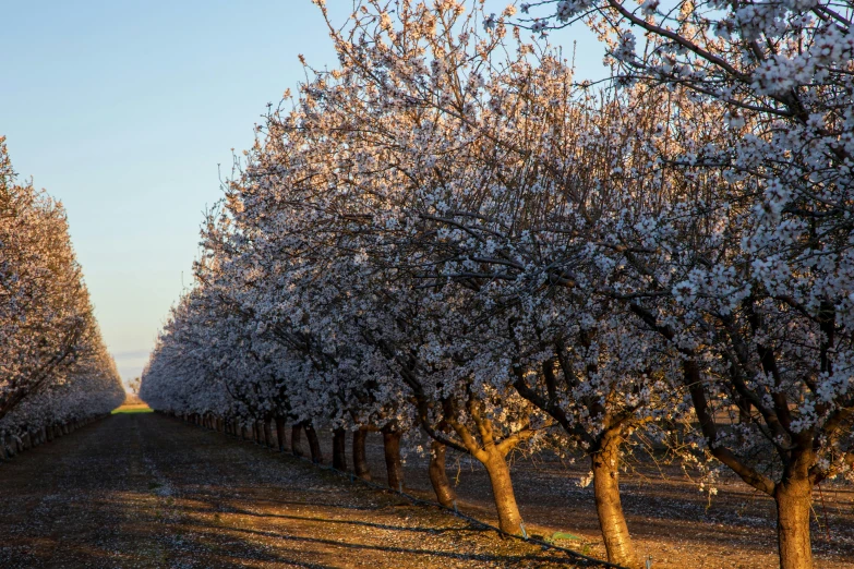 a row of trees that are next to each other, by Lee Loughridge, unsplash contest winner, almond blossom, 2 5 6 x 2 5 6 pixels, fruit trees, “ iron bark
