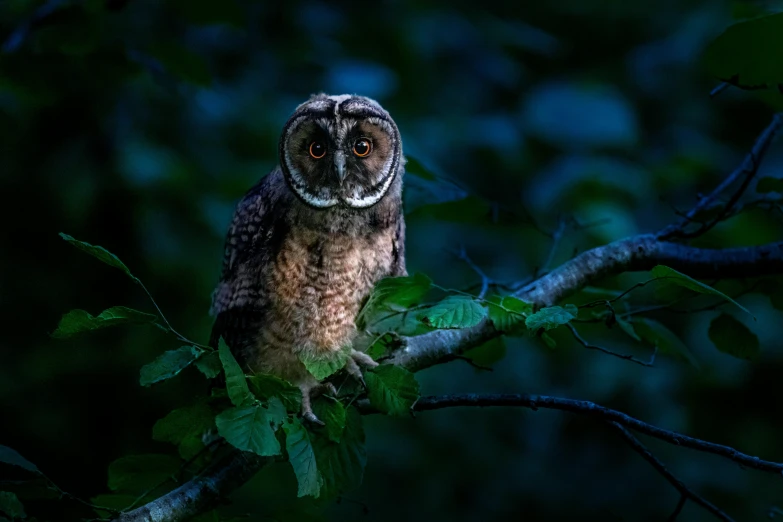 an owl sitting on top of a tree branch, a portrait, by Adam Marczyński, pexels contest winner, renaissance, summer night, large dark eyes, cinematic morning light, innocent look. rich vivid colors